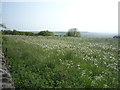 Field full of dandelions, Clickemin Hill in DH7 9BP