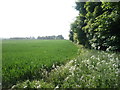 Crop field beside woodland, Hill Top in DH7 9WQ