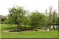 Trees by the River Thames in Burcot