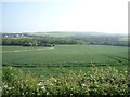 Crop field near Ushaw Moor in DH7 7RD