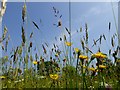 Wild flower meadow in Slaidburn