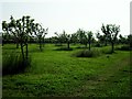 Tom's orchard in CB6 3TJ