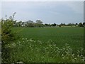 Arable land near Black Heddon in NE18 0NG