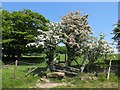 Hawthorn arch over rustic stile near Promised Land Farm, Billinge in WA11 8RN