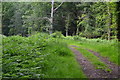 Footpath into Langley Wood in SP5 2DZ