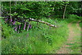 Foxgloves beside the path, Langley Wood in SP5 2DZ