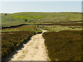 The Pennine Way on Stanbury Moor in BD22 0HR