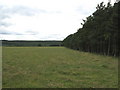 Farmland and plantation near Todburn Steel in NE47 0DH