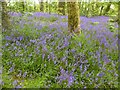 Bluebells at Godolphin House gardens in TR13 9TH