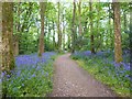 Bluebell lined path from the car park to Godolphin House in TR13 9TH