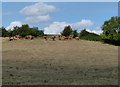 Field of cows north of Rowsham in HP22 4QP
