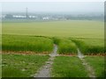 Barley field below Roundway Hill in SN10 2HZ