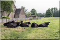 Cows, Tackley, Kidlington, Oxfordshire in OX5 3BE