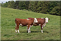 Cattle in Field, near The Old Barn, Tackley, Kidlington, Oxfordshire in OX5 3BE