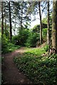 Wooded garden, Wightwick Manor in WV3 8HJ