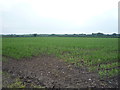 Crop field off Newcastle Road (A50) in CW11 2SN