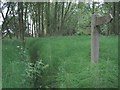 Footpath in Binny's Wood through hosts of horsetails in CO7 6QH