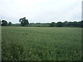 Crop field off Dog Lane (A50) in CW11 1RR