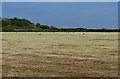 Tremenheere, Rowe's Lane: A field of cut silage stubble in TR13 0PP