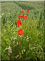 Dengie poppies in CM0 7SL