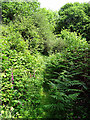 Path through the undergrowth in SY20 8PG