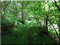 Path through Coed-y-garth in SY20 8PG