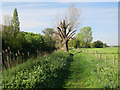 Pollarded willow by the Great Ouse in PE19 6RA