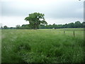 Farmland and fence, Over Peover in WA16 8TN