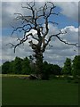 Dead Tree in Langley Park, Buckinghamshire in SL3 6DU