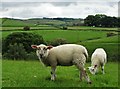 Lambs grazing at Abney in Abney and Abney Grange