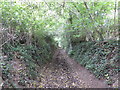 Byway beside Higher Knowle Wood in TQ13 9SP