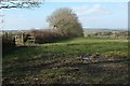 Field near Higher Northbeer in EX22 6PG