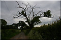Stag-headed oak tree, Wood Orchard Lane, Kinsey Heath in CW3 0DU