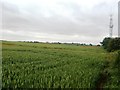Crop Field and Mast off Hoyle Croft Lane in S66 8AG