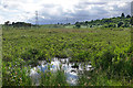 The Folly Bog, Pirbright Ranges in GU18 5UZ