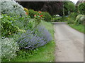 Flowers in a front garden in Church Lane, Ridlington in LE15 9AX