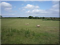 Sheep grazing, Ellercarr Bridge in CA7 5HF