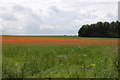 Poppies in a field near Great Witchingham in Great Witchingham