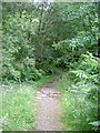 Woody path from Patterdale in CA11 0NL