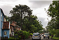 Monkey Puzzle Tree, Dereham Road, Mattishall in NR20 3PH