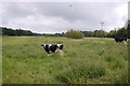 Cows by the River Wensum in NR20 3EJ