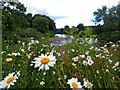 Ox Eye Daisies on the bank of the Wear in DH3 3QH
