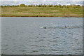 Openwater Swimmers, Box End Park in MK40 4TR
