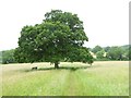 Superb oak tree by footpath in RH15 9JJ