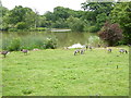 Geese by Mallard Lake in RH15 0BG