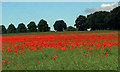 High Melton poppies in DN5 7ST
