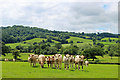 Cattle at Membury in EX13 7TR