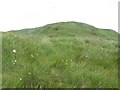 Bog cotton on the side of Cruach Dhubh in G83 8NU