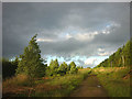 Forestry track, Robinrock Plantations in Henshaw