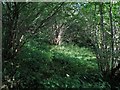 Hazel coppice near Bandley Bridge in CA16 6EG